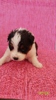 CHIOT BEIGE