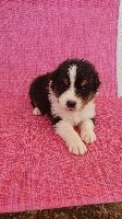 CHIOT ROUGE