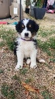 CHIOT VIOLET