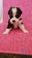 CHIOT BLEU